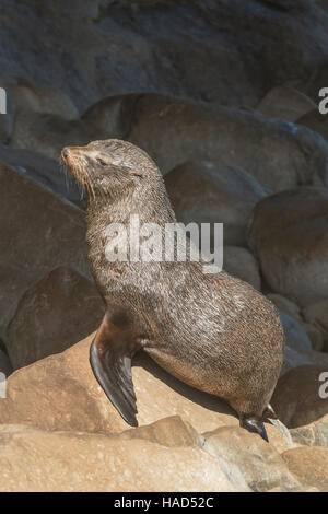 Nuova Zelanda pelliccia sigillo, Arctocephalus forsteri a Admirals Arch, Kangaroo Island, South Australia, Australia Foto Stock