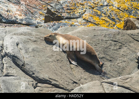 Nuova Zelanda pelliccia sigillo, Arctocephalus forsteri a Cape Couedic, Kangaroo Island, South Australia, Australia Foto Stock