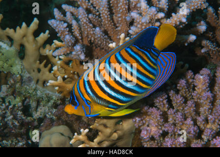 Royal angelfish, Pygoplites diacanthus, Pomacanthidae, Mar Rosso di Sharm el-Sheikh, Egitto Foto Stock