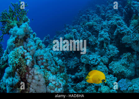 Butterflyfish mascherato, Chaetodon semilarvatus, Chaetodontidae, Sharm el Sheikh, Mar Rosso, Egitto Foto Stock