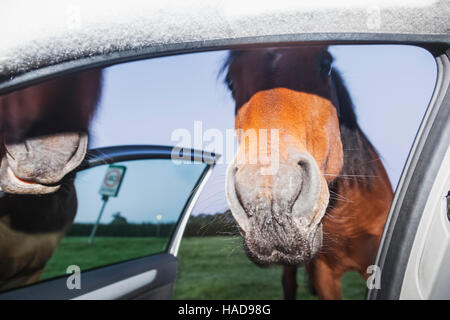 Inghilterra, Hampshire, New Forest, Cavallo cercando in auto Foto Stock