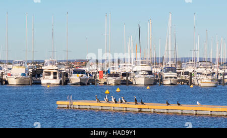 Barche schierati al loro posti barca del fiume Swan a Perth, Western Australia, con i cormorani posati in primo piano. Foto Stock