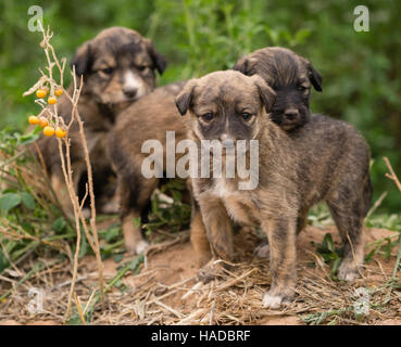 Tre velivoli senza pilota cuccioli di cane nel campo Riproduzione Foto Stock