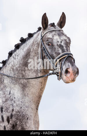 Knabstrup cavallo. Ritratto di leopard-spotted stallone, visto contro uno sfondo bianco. Germania Foto Stock