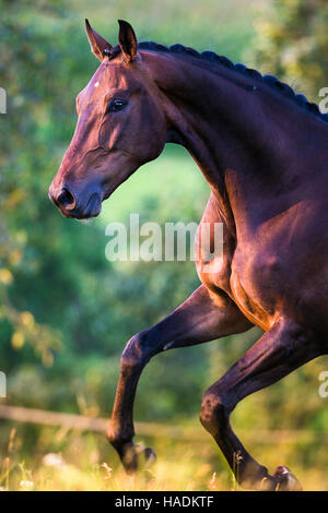 Oldenburg cavallo. Bay castrazione al galoppo su un prato. Germania Foto Stock