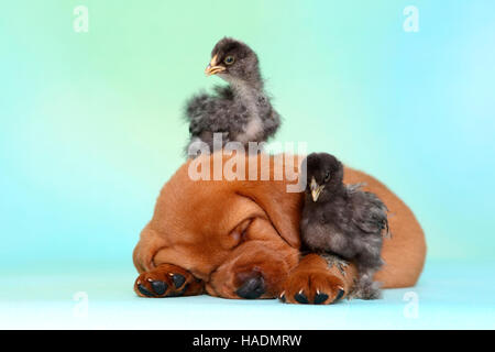 Il Labrador Retriever. Cucciolo (5 settimane di età) con due pulcini, dormendo. Germania. Studio Immagine visto contro un sfondo turchese Foto Stock