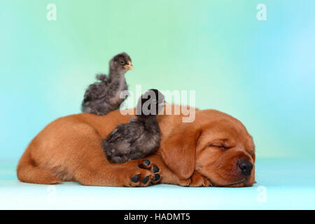 Il Labrador Retriever. Cucciolo (5 settimane di età) con due pulcini, dormendo. Germania. Studio Immagine visto contro un sfondo turchese Foto Stock