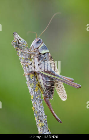 Verruca-snapper (Decticus verrucivorus). Femmina con ovipositor su un ramoscello. Danmark Foto Stock