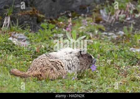 Annoso marmotta (Marmota caligata) foraggio su un prato alpino. Alaska, STATI UNITI D'AMERICA Foto Stock