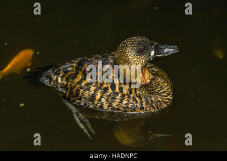 African White-Backed Duck a Slimbridge Foto Stock