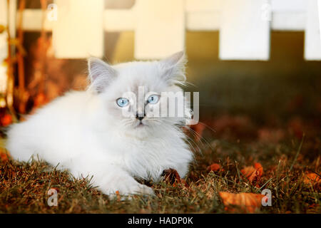 Ragdoll cat. I capretti tomcat (13 settimane) giacente su un prato di fronte ad un giardino recinto nella luce della sera. Germania Foto Stock