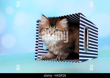British Longhair. Kitten (8 settimane di età) in blu e bianca a strisce box. Studio Immagine contro uno sfondo blu Foto Stock
