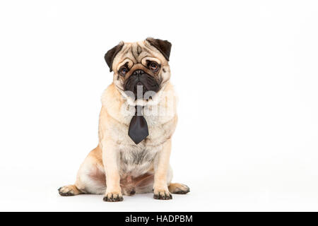 Pug. Maschio adulto seduto, indossando una cravatta nera. Studio Immagine contro uno sfondo bianco Foto Stock