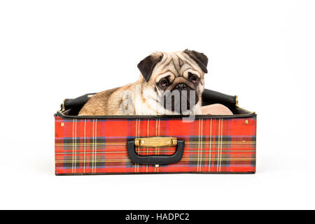 Pug. Maschio adulto giacente in un rosso a scacchi valigia, indossando un rosso a scacchi cravatta. Studio Immagine contro uno sfondo bianco Foto Stock