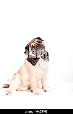 Pug. Maschio adulto che indossa cravatta e camicia colletto, seduta. Studio Immagine contro uno sfondo bianco Foto Stock