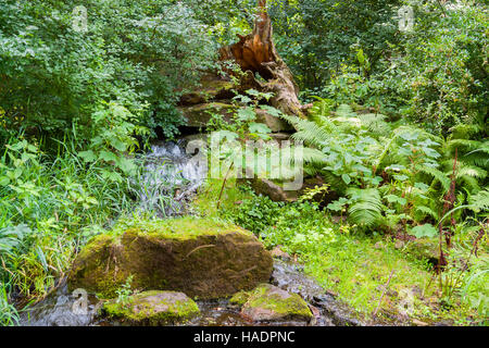 Foresta idilliaco panorama comprendente una fontana nella verde vegetazione Foto Stock