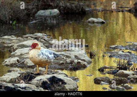 Un feral anatra muta (in realtà un drake) nel Petre Gorge, centrale di Creta, Grecia Foto Stock