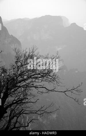 Una foto in bianco e nero di un albero contro uno sfondo di montagne di Tianmen Shan nella città di Zhangjiajie nella provincia del Hunan in Cina. Foto Stock