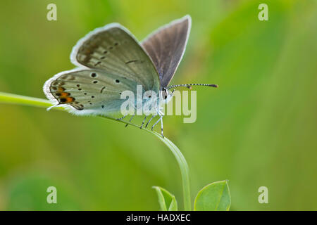 Corto-tailed blu (Cupido argiades) farfalla, Burgenland, Austria Foto Stock