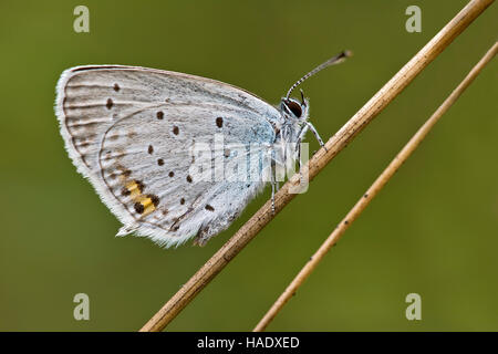 Corto-tailed blu (Cupido argiades) farfalla, Burgenland, Austria Foto Stock