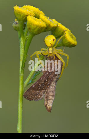 Il ragno granchio (Misumena vatia) farfalla, con la preda, Burgenland, Austria Foto Stock