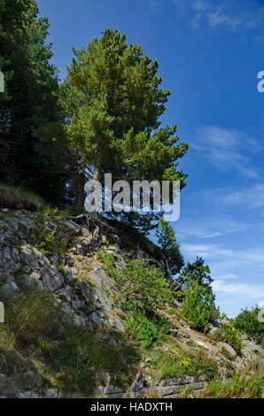 Verde bosco sulla collina rocciosa e la strada nei pressi di hija o rest-house Aleko in montagna Vitosha, Bulgaria Foto Stock