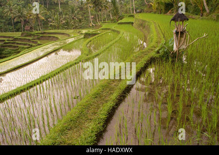 Campo di riso si trova intorno al Kaki Gunung tempio nel centro dell'isola vicino alla città di Bangli. Ubud. Bali. Tegelelang è un popolare escursione Foto Stock