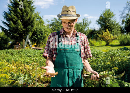 Giardiniere con raccolte rafano nelle sue mani Foto Stock