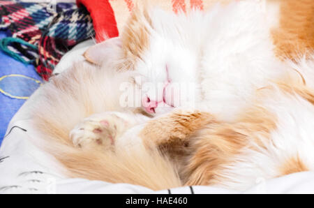 Nizza adulto a pelo di gatto di zenzero a casa Foto Stock