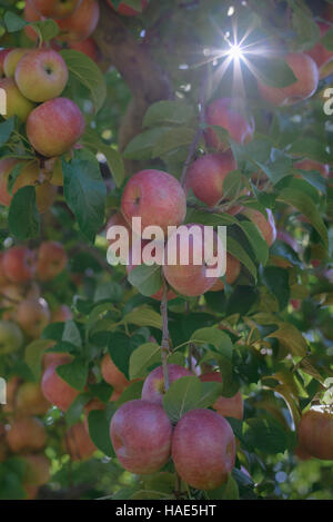 Albero di mele in Adams County PA Foto Stock