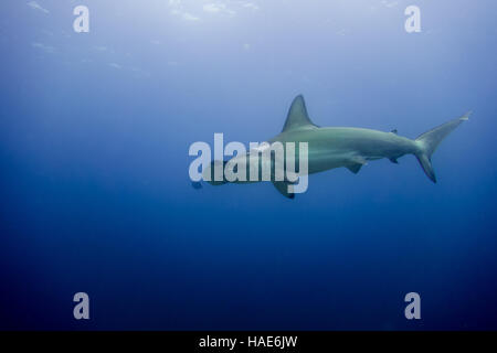 Squalo martello, l'isola di Malpelo Foto Stock