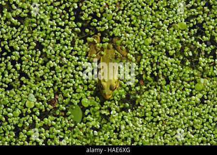 Rana verde floating tra la lenticchia di palude, la rana verde (Rana esculenta, Pelophylax esculentus), il lago Trasimeno, Umbria, Italia Foto Stock