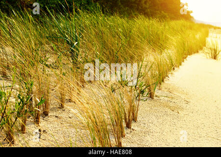 Duna di Sabbia Stabilization. Marram europea erba (Ammophila arenaria) noto anche come Unione beachgrass crescente sulle dune. Foto Stock