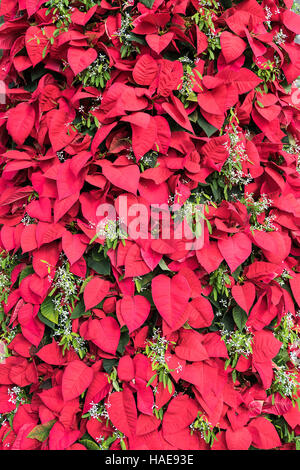 Primo piano di foglie di Poinsettia Foto Stock