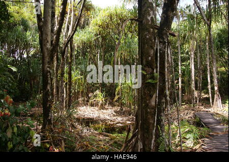 Pandanus hornei. Mare Aux Cochons. Isola di Mahe. Morne Seychellois National Park. Foto Stock