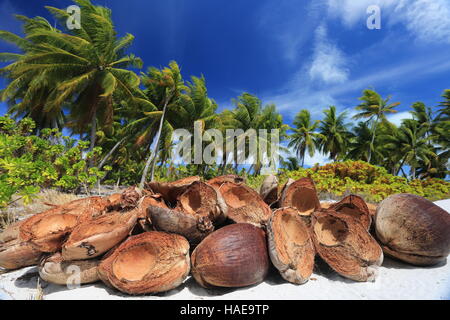 Buccia di cocco nella foresta di palme, Natale (Kiritimati) Isola, Kiribati Foto Stock