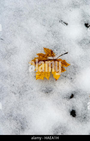 Autunno dorato maple leaf in pura scesa la neve