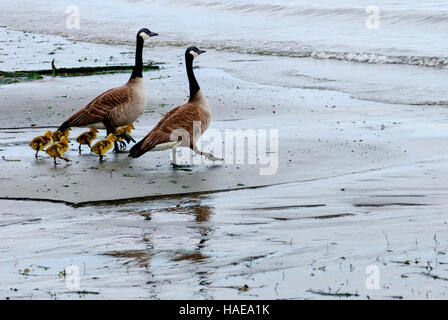 Oche canadesi circondato da giovani goslings sul Puget Sound, Gig Harbor, Washington Foto Stock