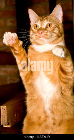 Orange cat occhi dorati in piedi su due gambe posteriori zampe anteriori estesi Foto Stock