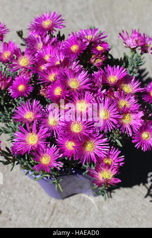 Close up Mesembryanthemum Mirtillo Rumble o noto come Lampranthus Mirtillo Rumble, Pigface Mirtillo Rumble, Foto Stock