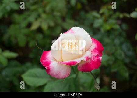 Rosa gialla con punte di colore rosso con coraggio nel giardino, stock photo Foto Stock