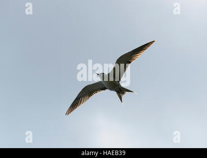 Fuligginosa Tern (sterna fuscata) in volo, Isola di Lord Howe, Nuovo Galles del Sud, NSW, Australia Foto Stock