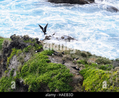 Fuligginosa Tern (sterna fuscata) allevamento colonia, Muttonbird punto, Isola di Lord Howe, Nuovo Galles del Sud, Australia Foto Stock