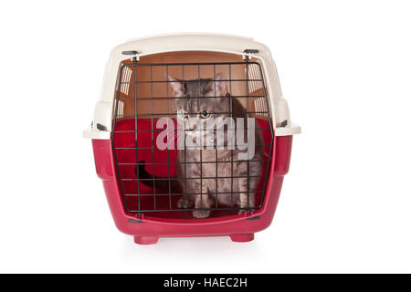 Cat chiuso all'interno del vettore pet isolati su sfondo bianco Foto Stock