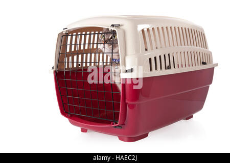 Cat chiuso all'interno del vettore pet isolati su sfondo bianco Foto Stock
