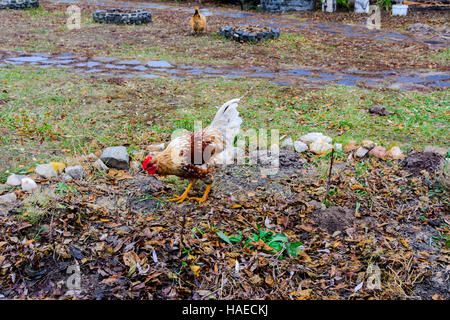 Il pollo in cantiere di un di legno casa privata sul lago Foto Stock