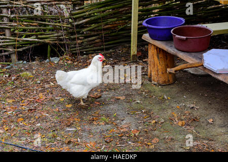 Il pollo in cantiere di un di legno casa privata sul lago Foto Stock