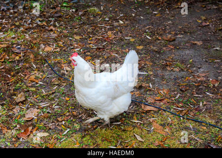 Il pollo in cantiere di un di legno casa privata sul lago Foto Stock