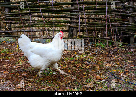 Il pollo in cantiere di un di legno casa privata sul lago Foto Stock