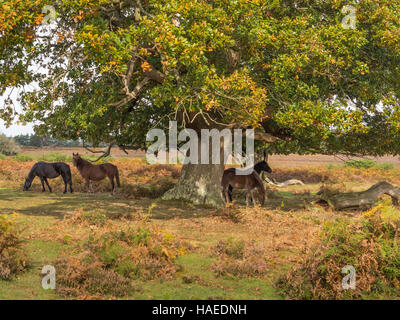 New Forest Pony in autunno sotto una quercia, Hampshire, Regno Unito Foto Stock